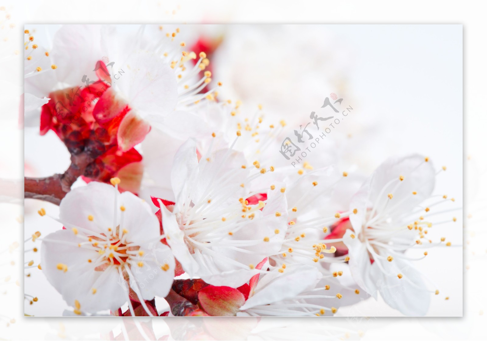 高清樱花素材图片