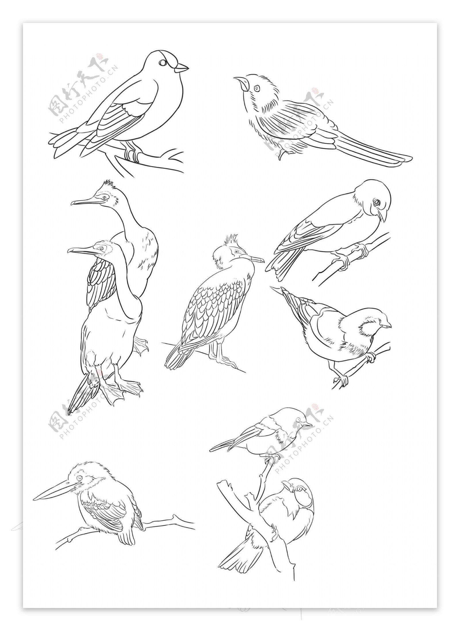 黑白花鸟集 花鸟线描100例|平面|海报|Amovoy - 原创作品 - 站酷 (ZCOOL)