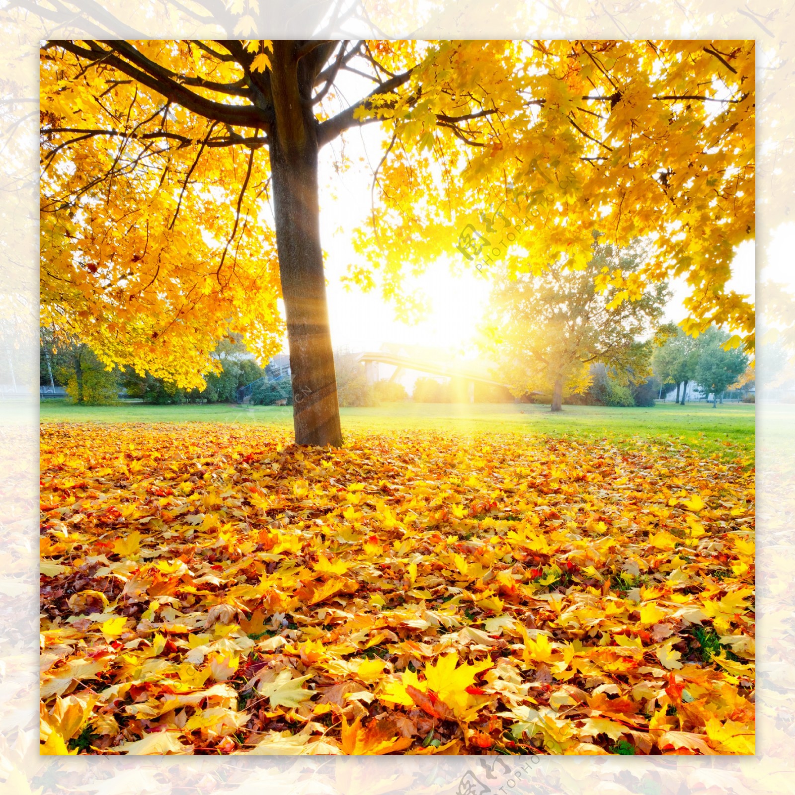 秋日大树和铺满落叶的地面图片