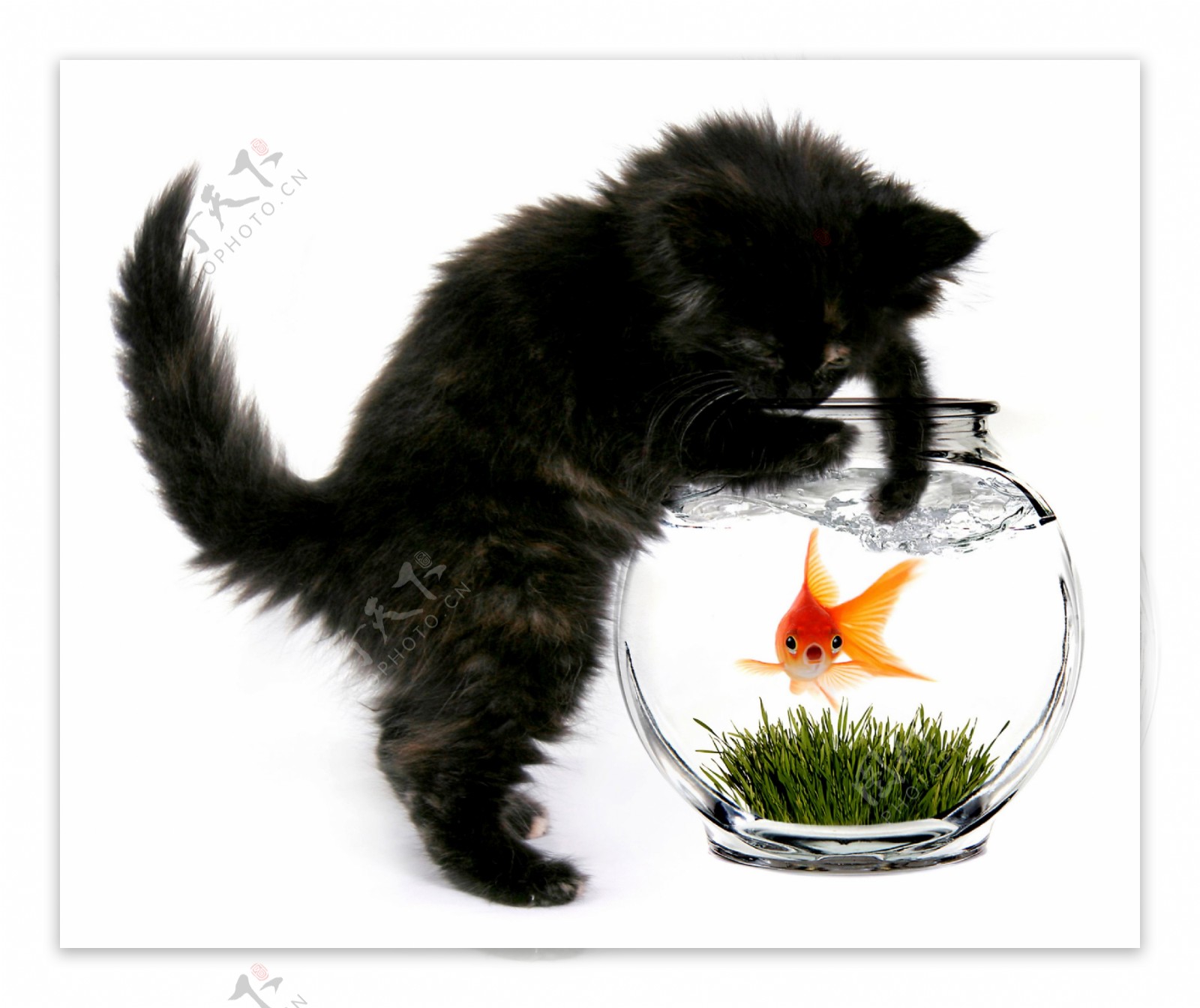 小猫与金鱼图片