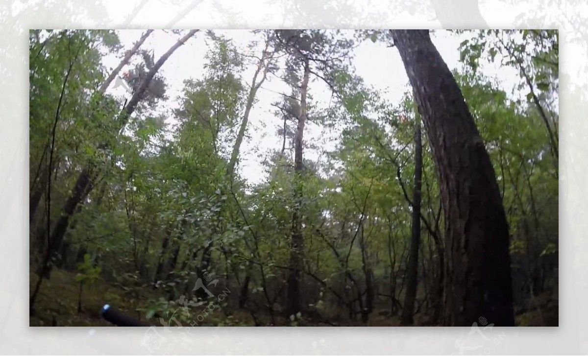 自然树林风景视频