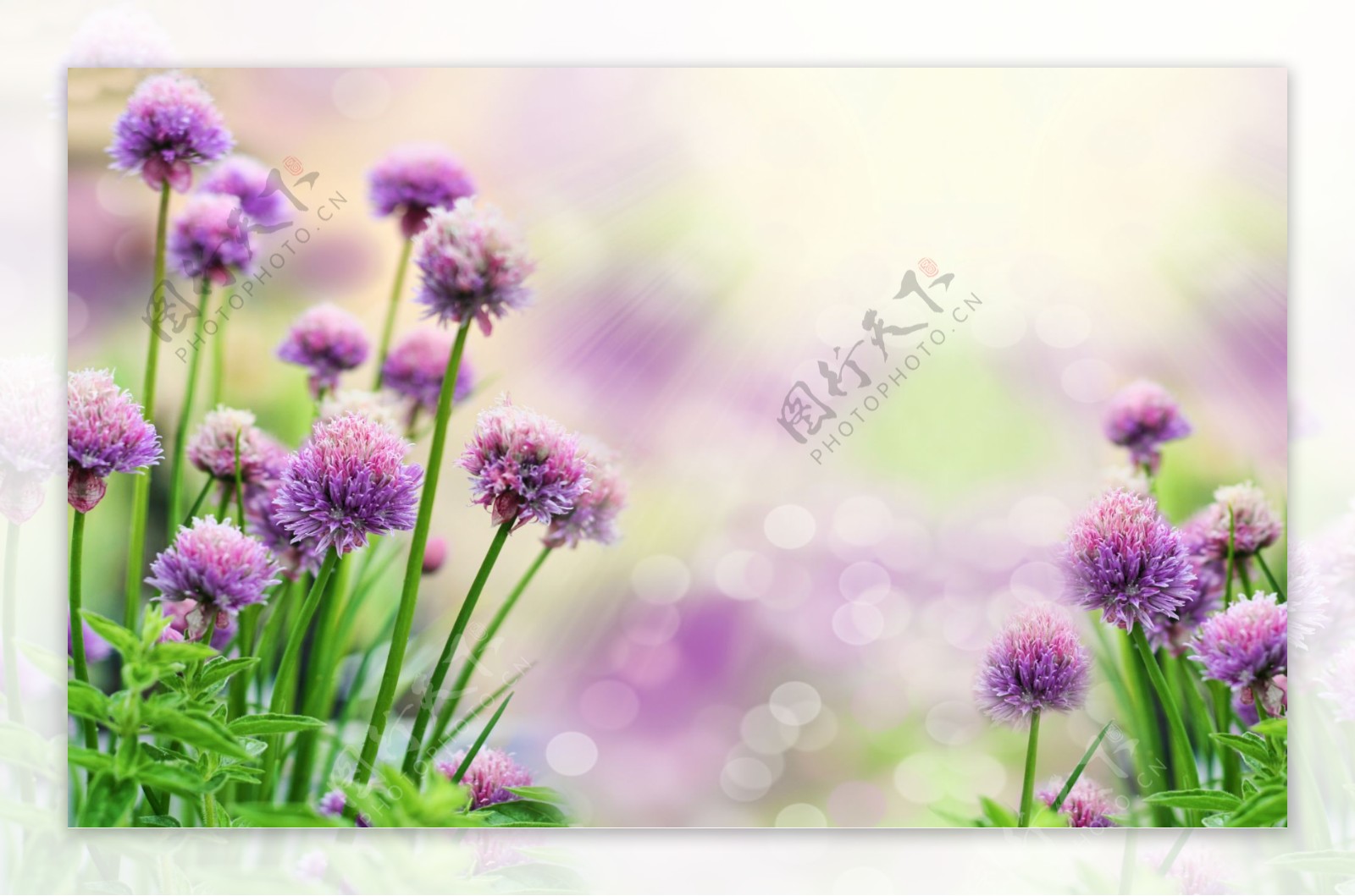 野花紫色花卉装饰画