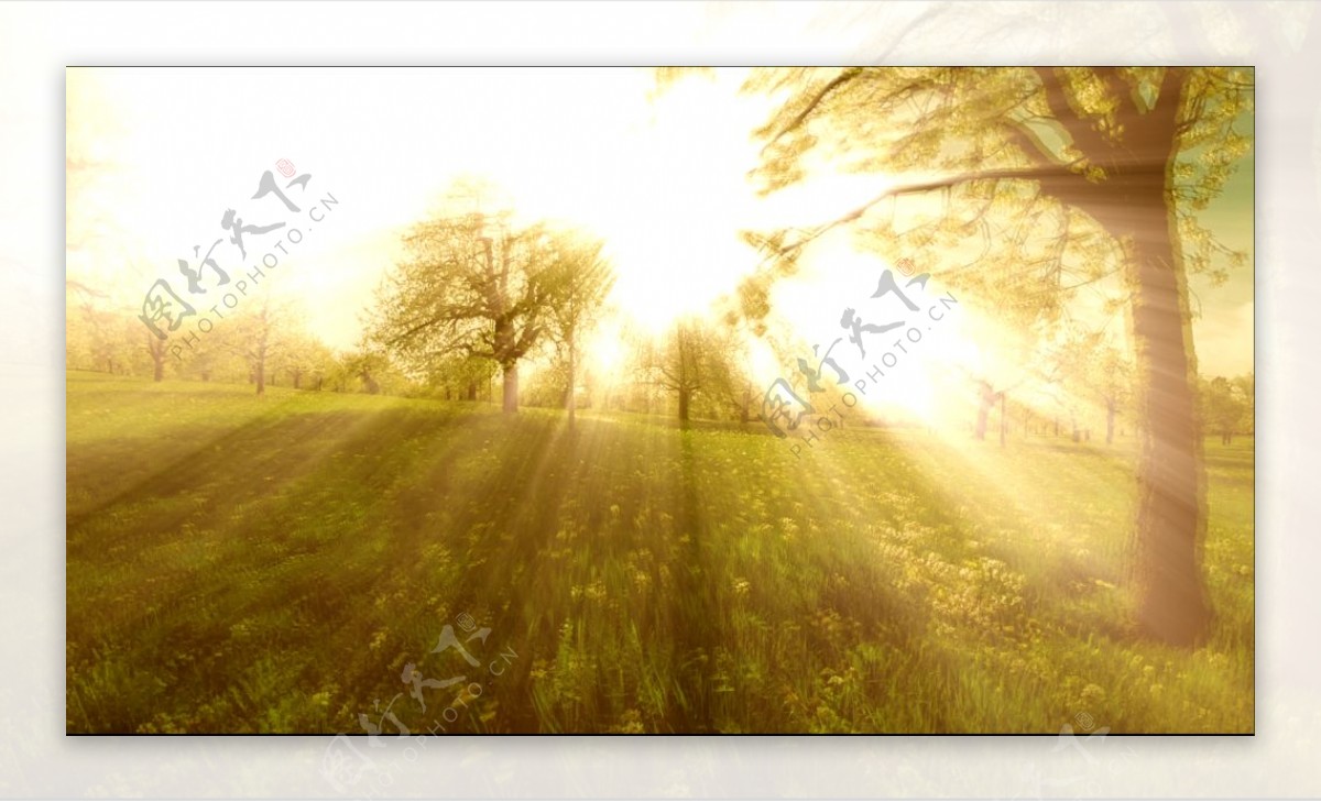梦境般阳光射线树木遮挡剪影效果光束照射大自然高清视频拍摄