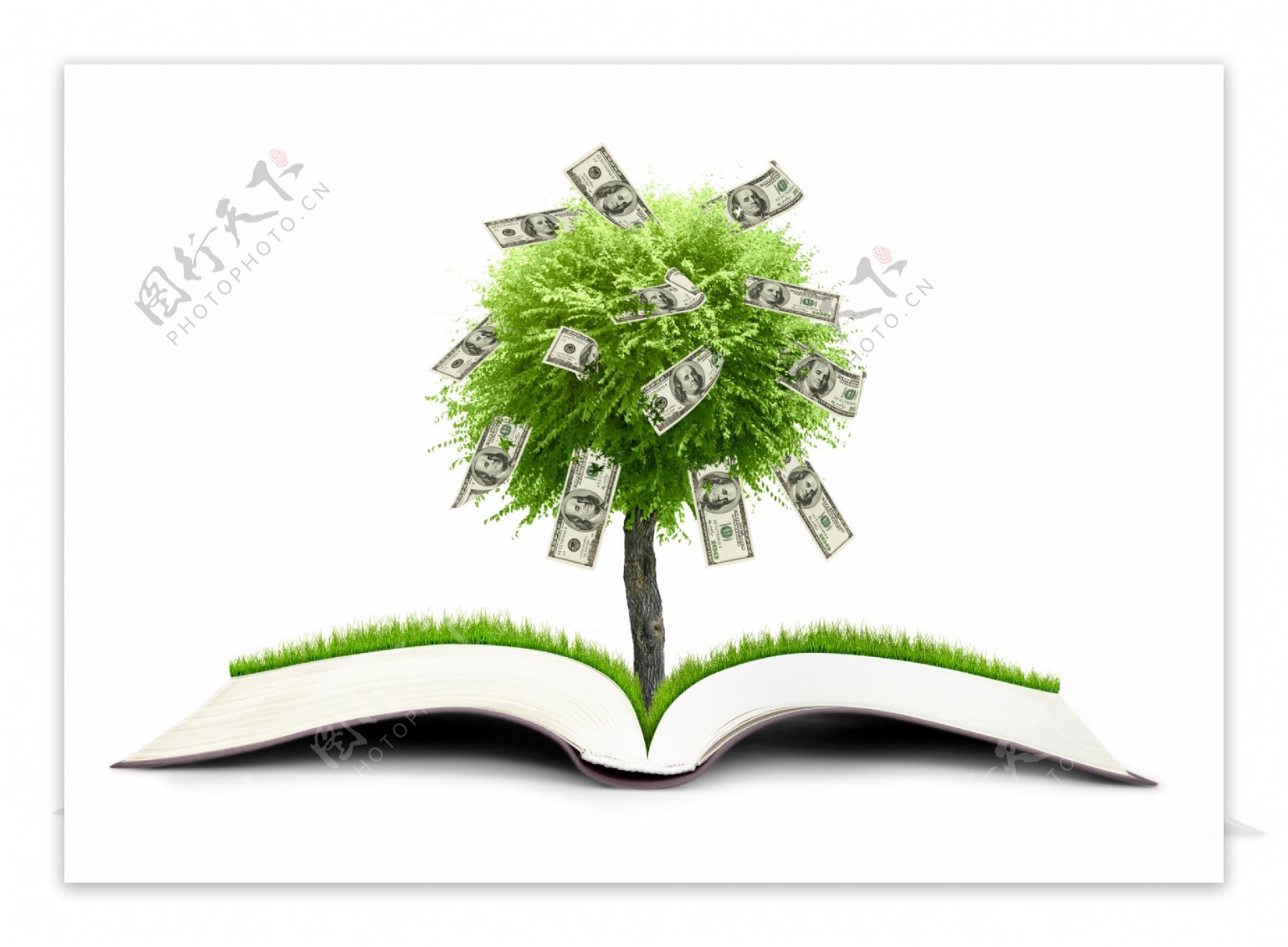 书本与摇钱树图片