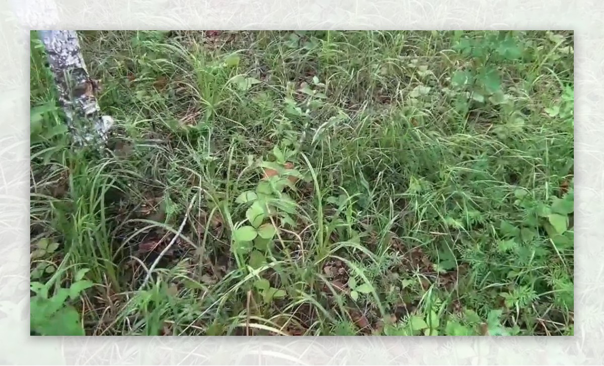 实拍草丛植物视频