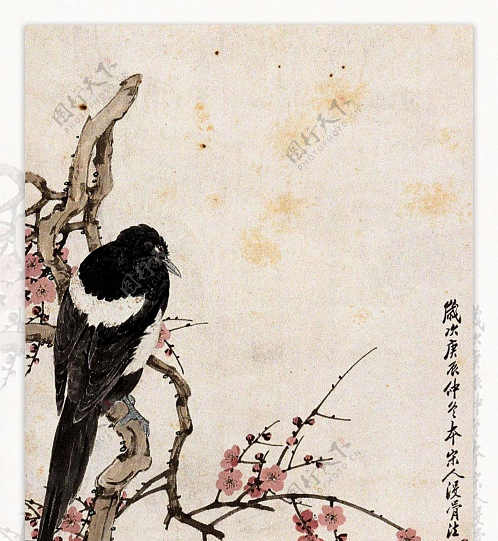 国画梅花树枝上的鸟图片