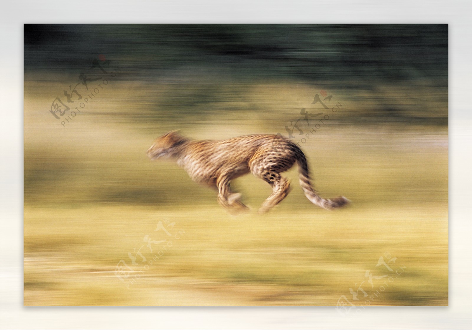 奔跑的猎豹图片
