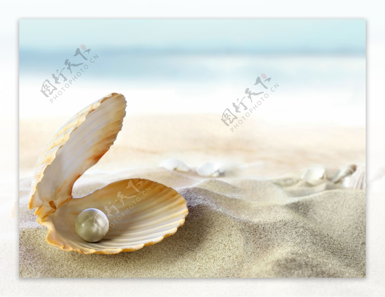 沙滩贝壳珍珠图片