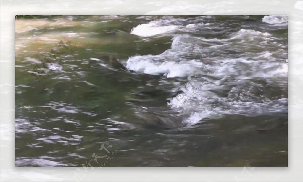 湍急流动的河水视频