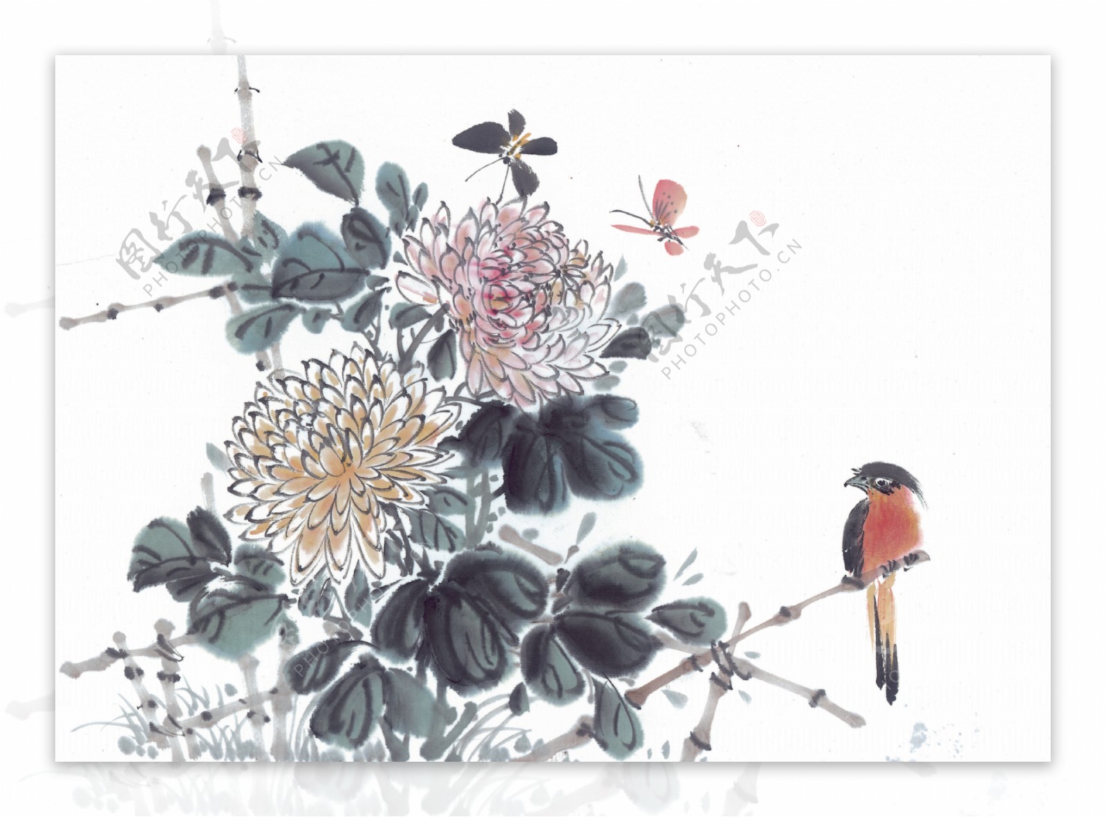 菊花与蝴蝶小鸟图片