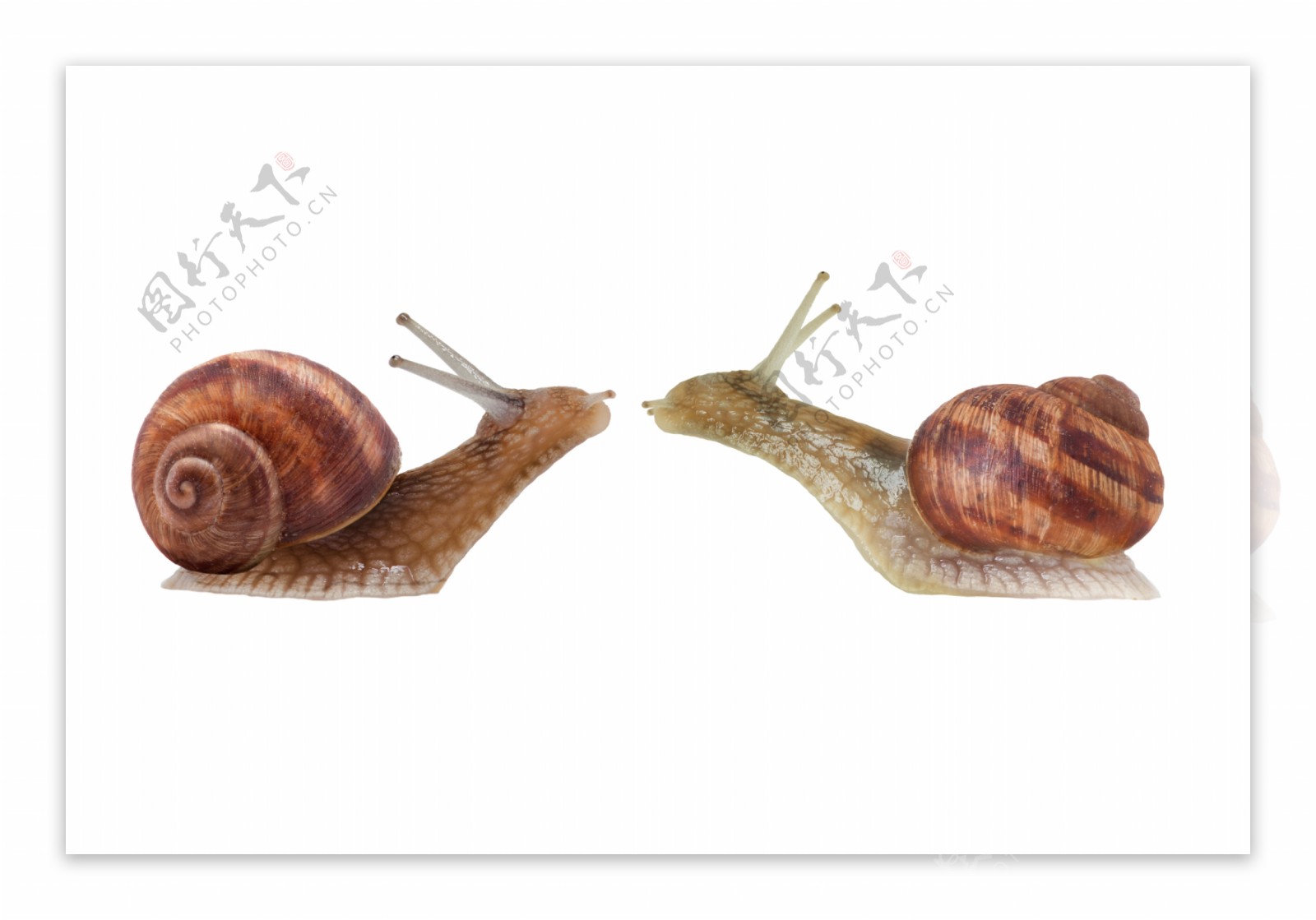 两只蜗牛图片