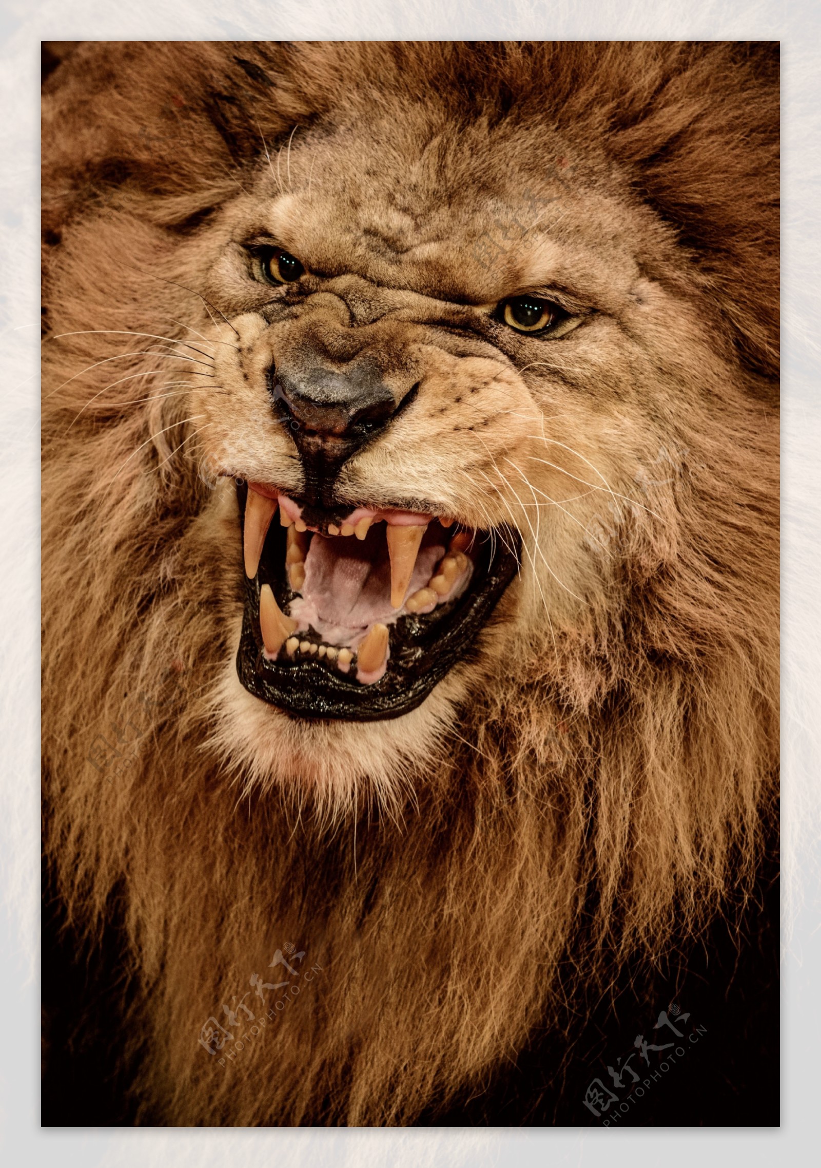 狮子表情摄影图片