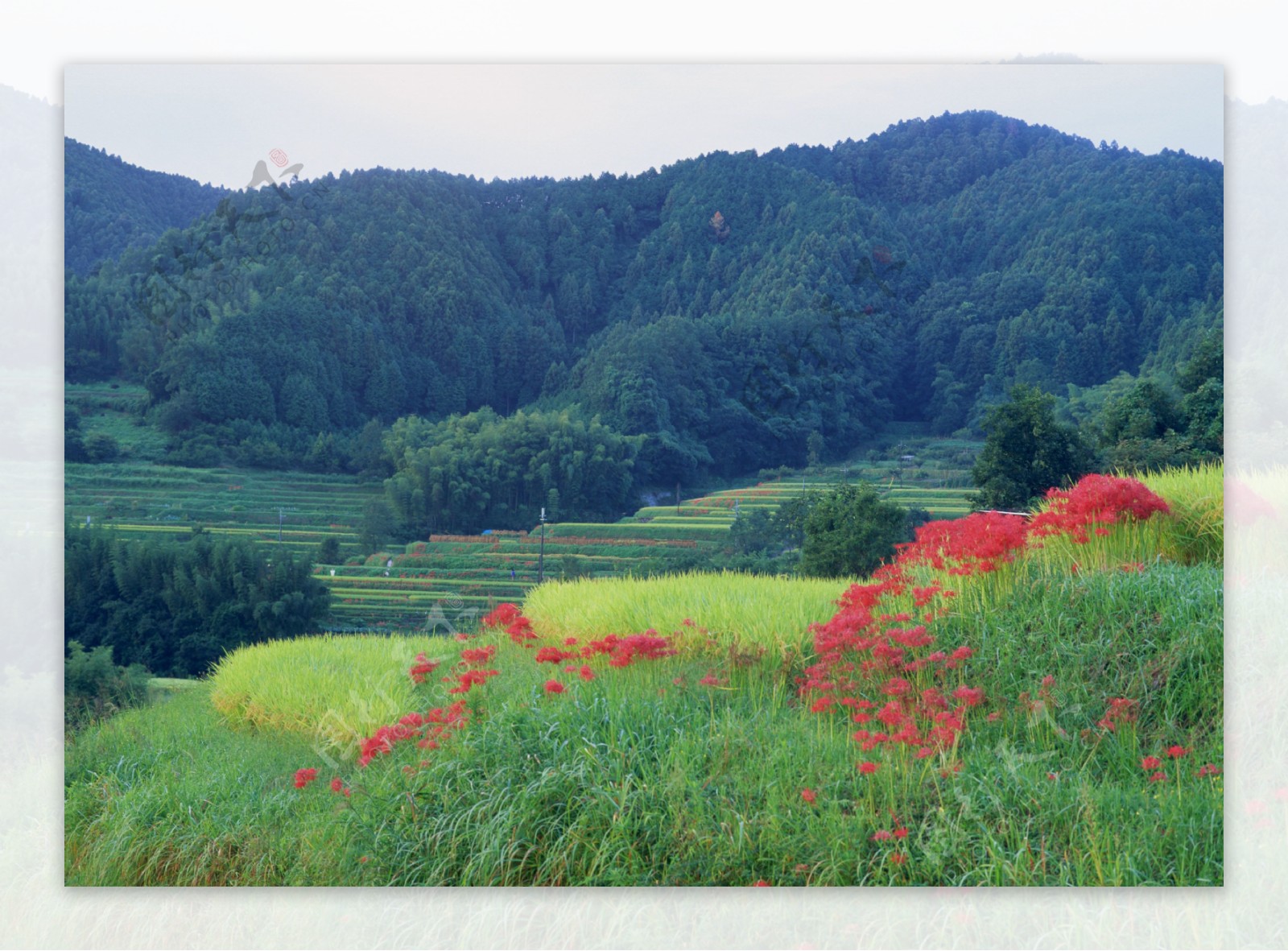 田园风光摄影图片