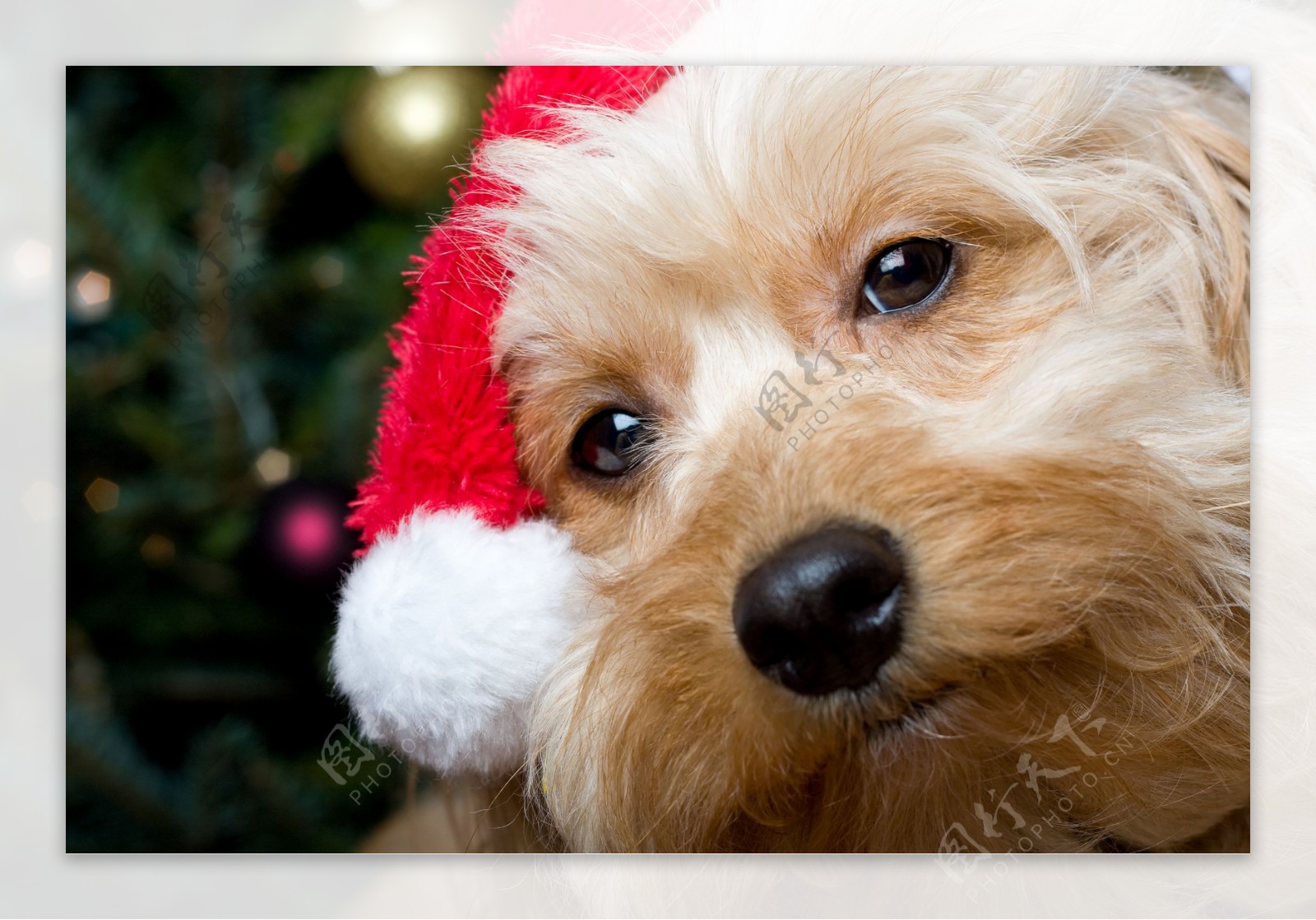戴着圣诞帽的小狗图片