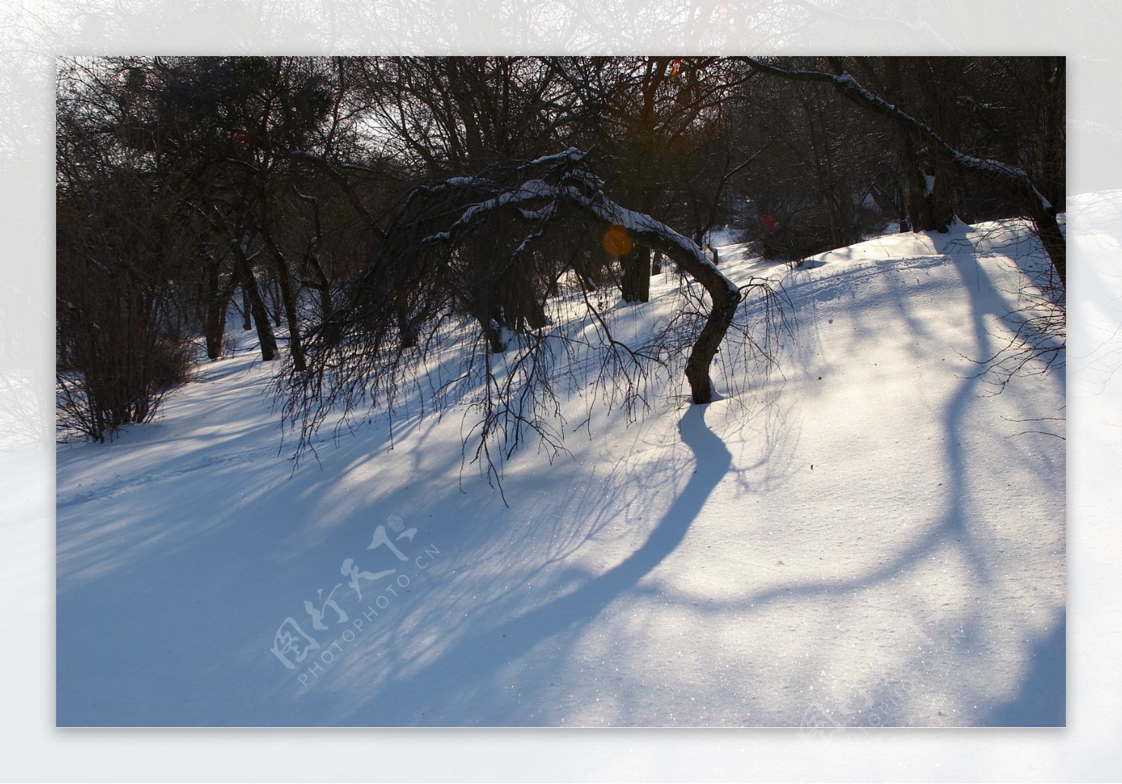 冬季雪景图片