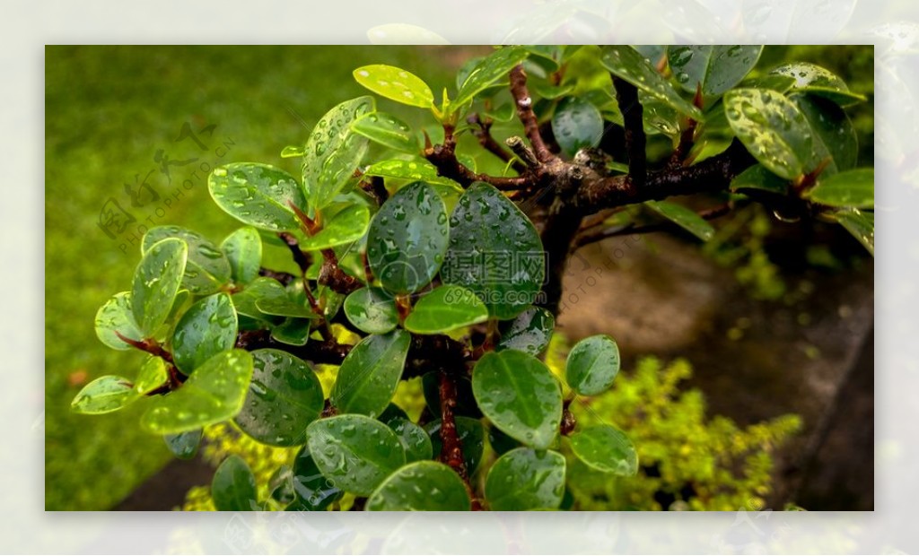 自然植物叶雨滴绿色新鲜