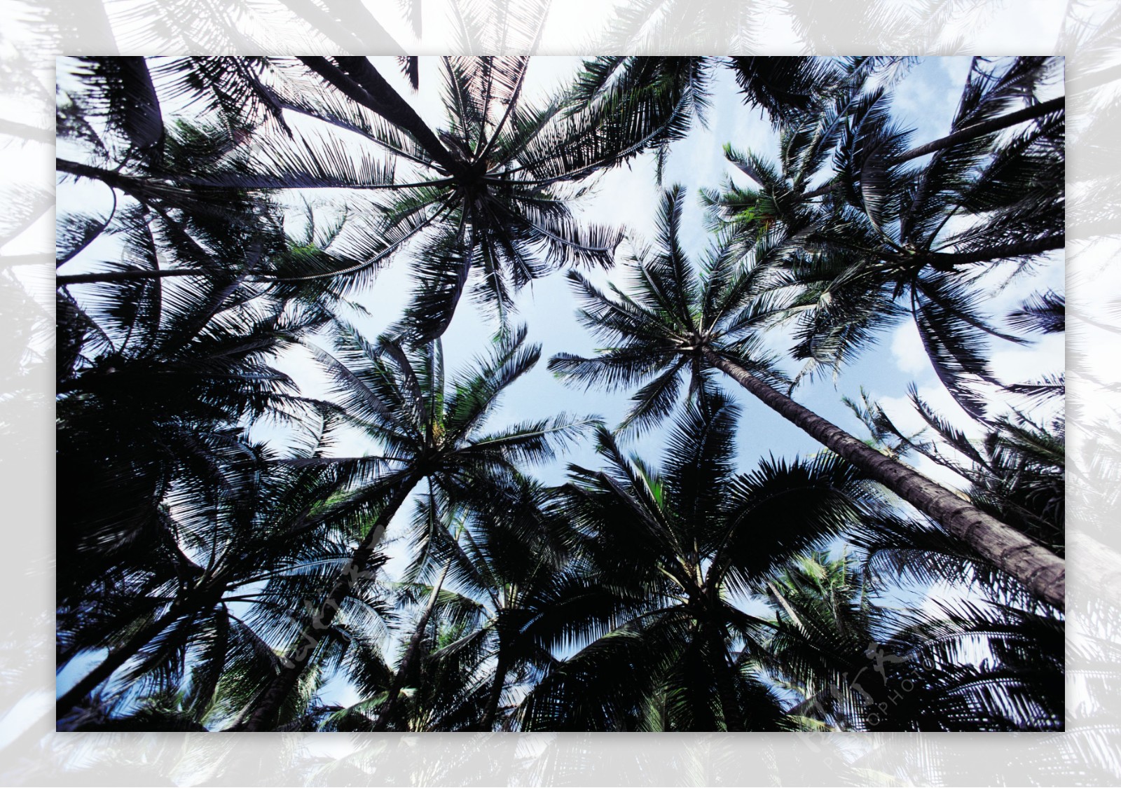 椰树背景图片图片