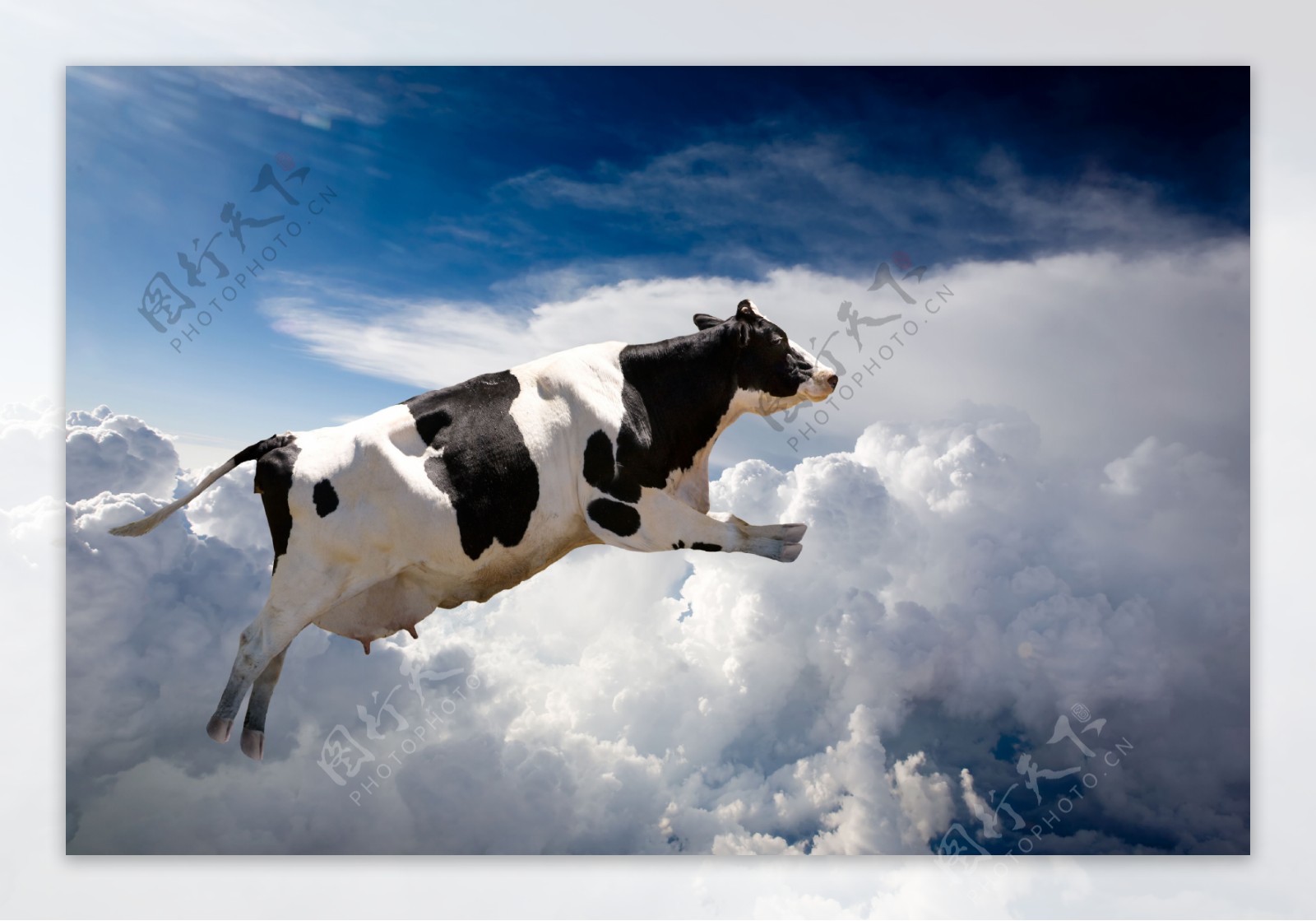 奶牛与云层图片