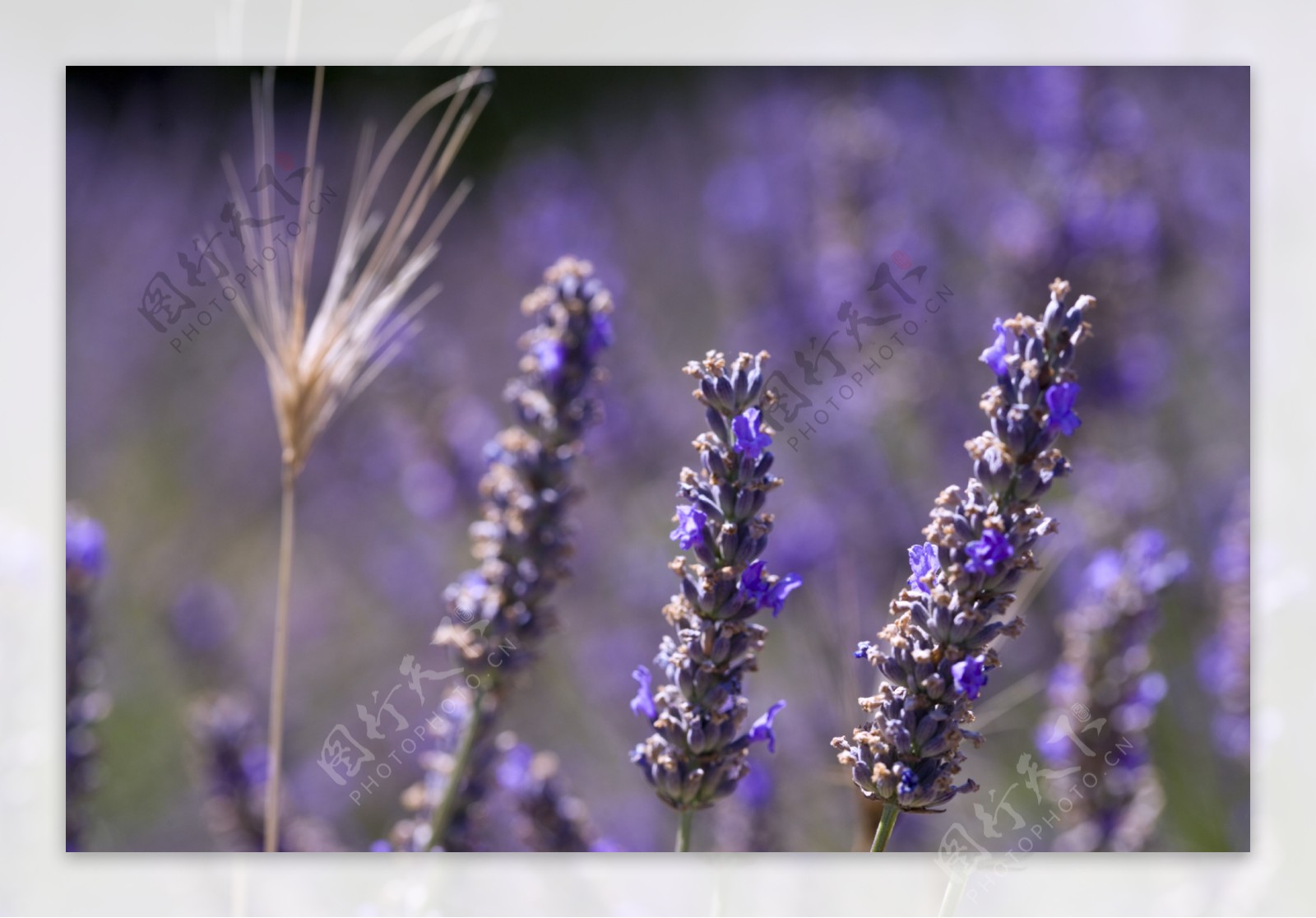 开紫蓝色小花的薰衣草花图片图片