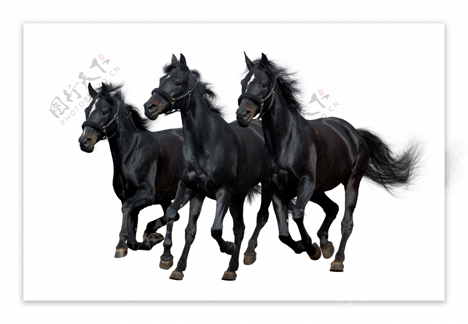 三匹黑马图片