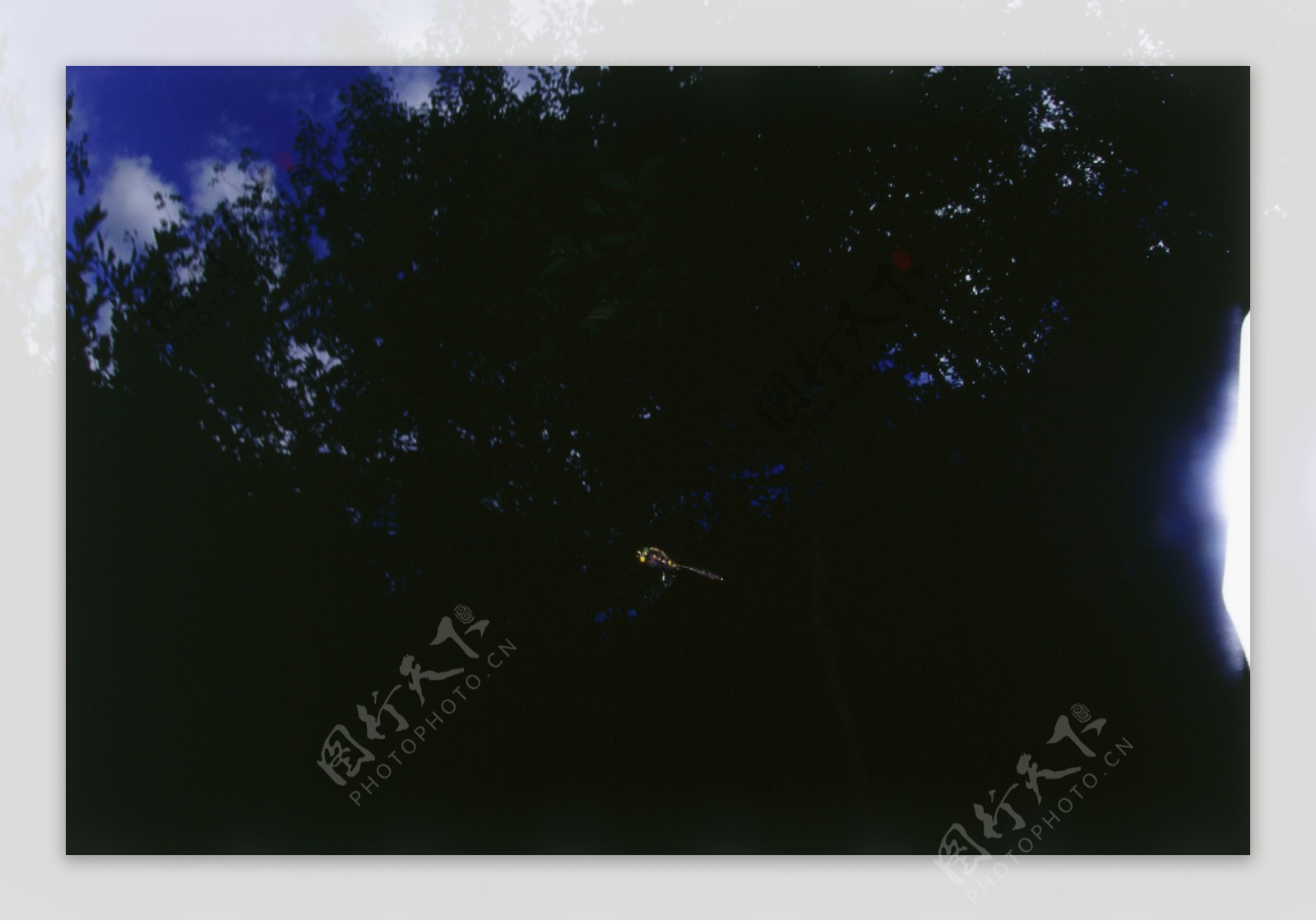 树荫下飞翔的小蜻蜓图片