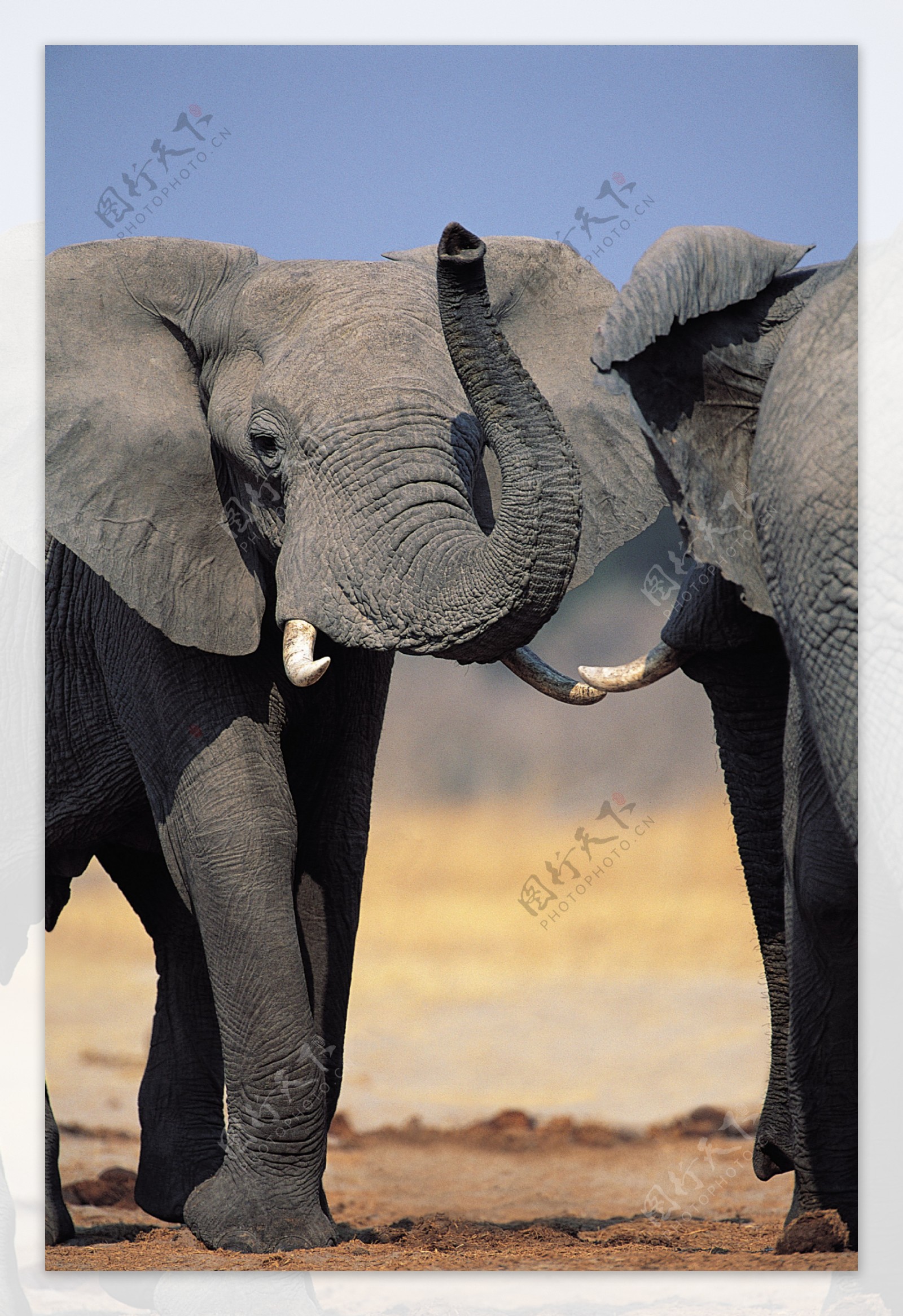 大象摄影图片