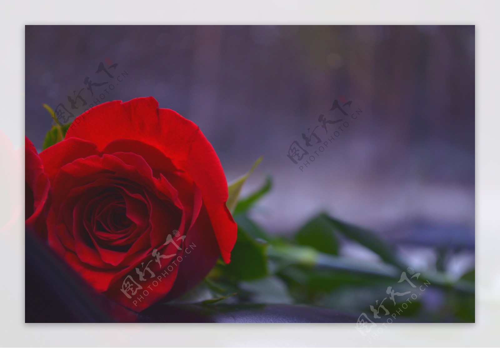 红色玫瑰花摄影图片