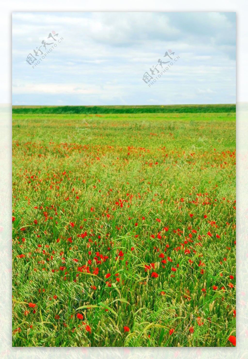 红色花朵的花田图片