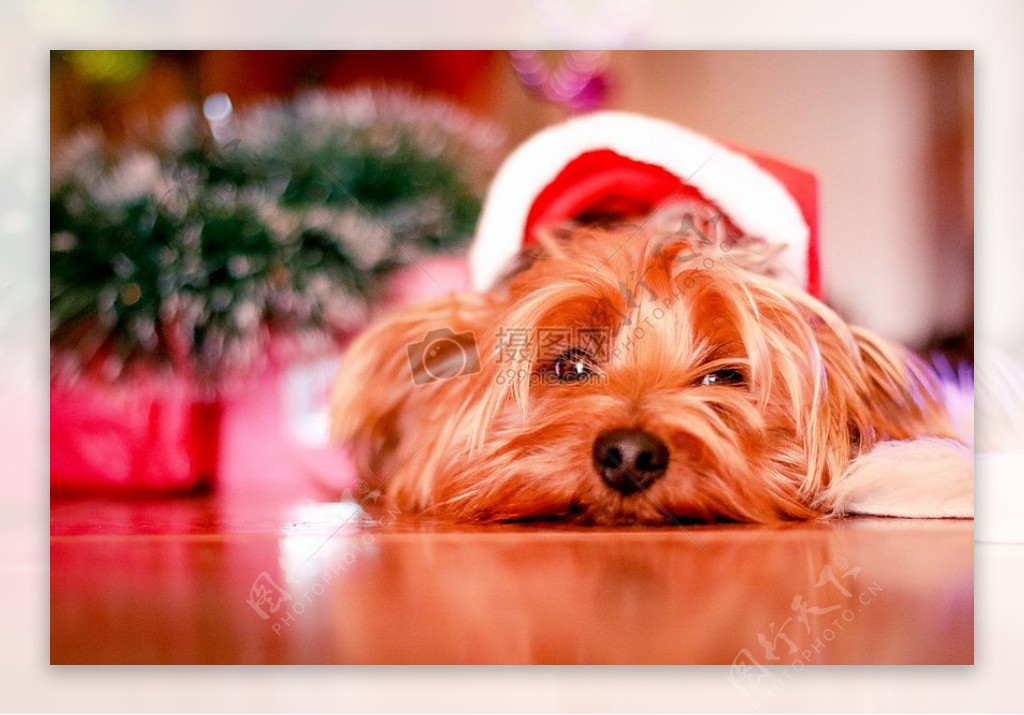 假期冬季狗等待圣诞节小狗约克