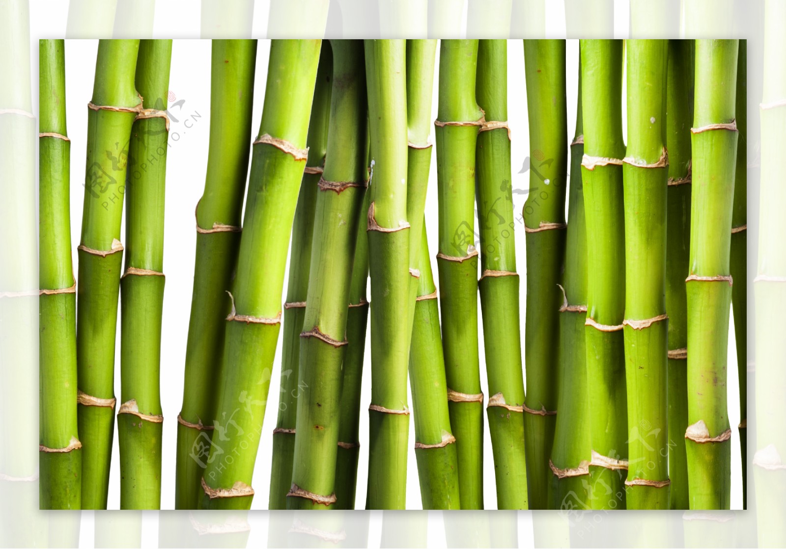 竹子背景底纹图片