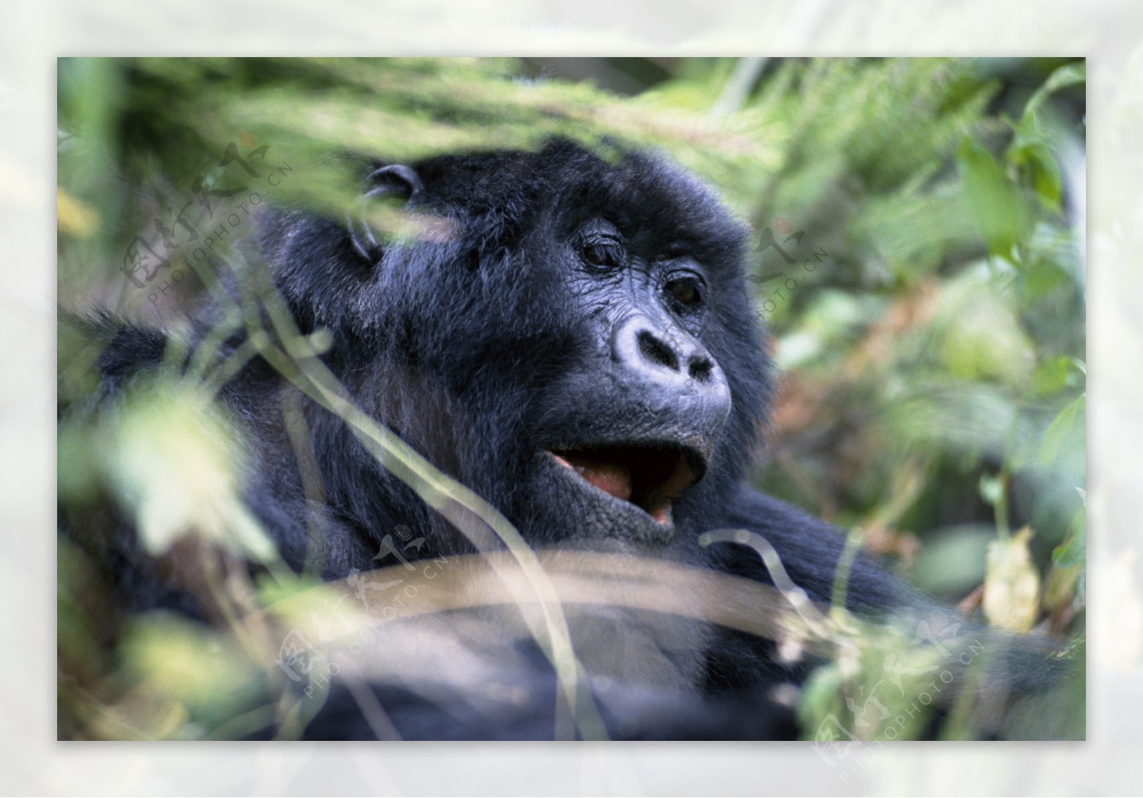 非洲野生动物猴子写真图片