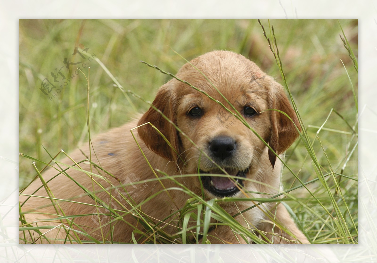 草丛中的小宠物狗图片