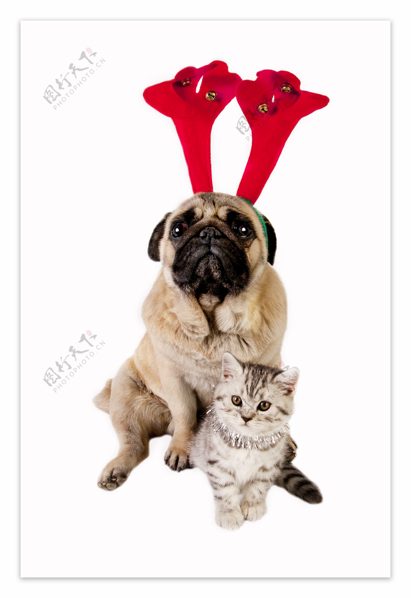 圣诞狗和猫图片