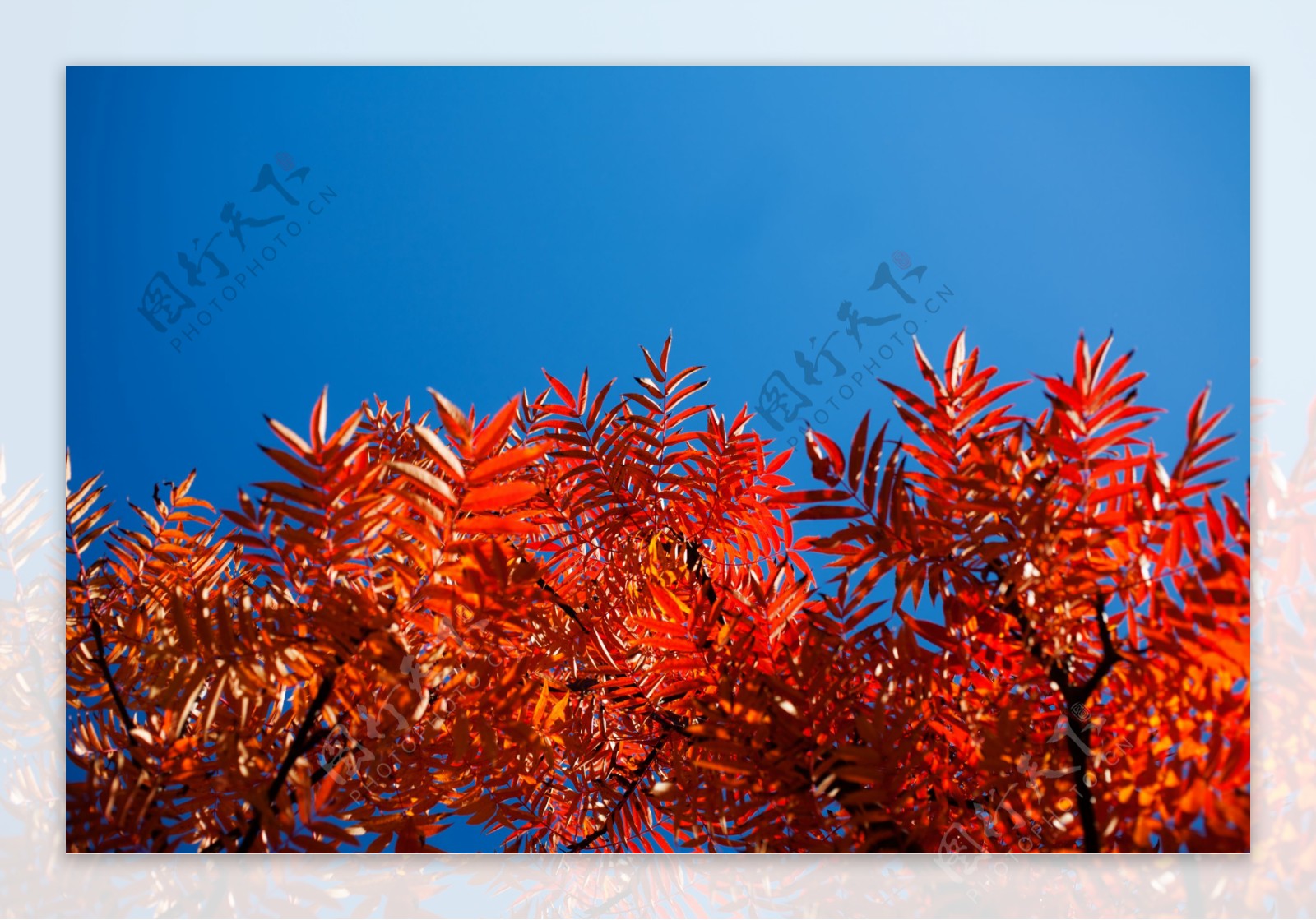 美丽的红色树叶图片