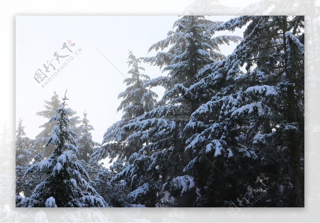 雪松树树圣诞节前夕