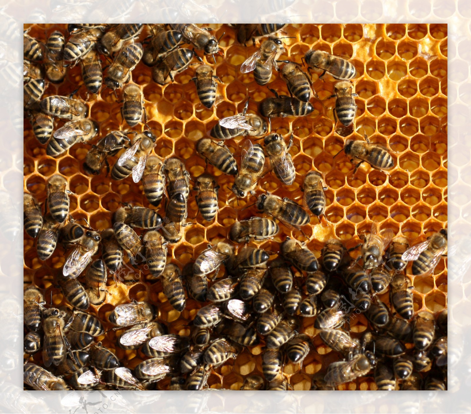 蜂窝上忙碌的蜜蜂图片