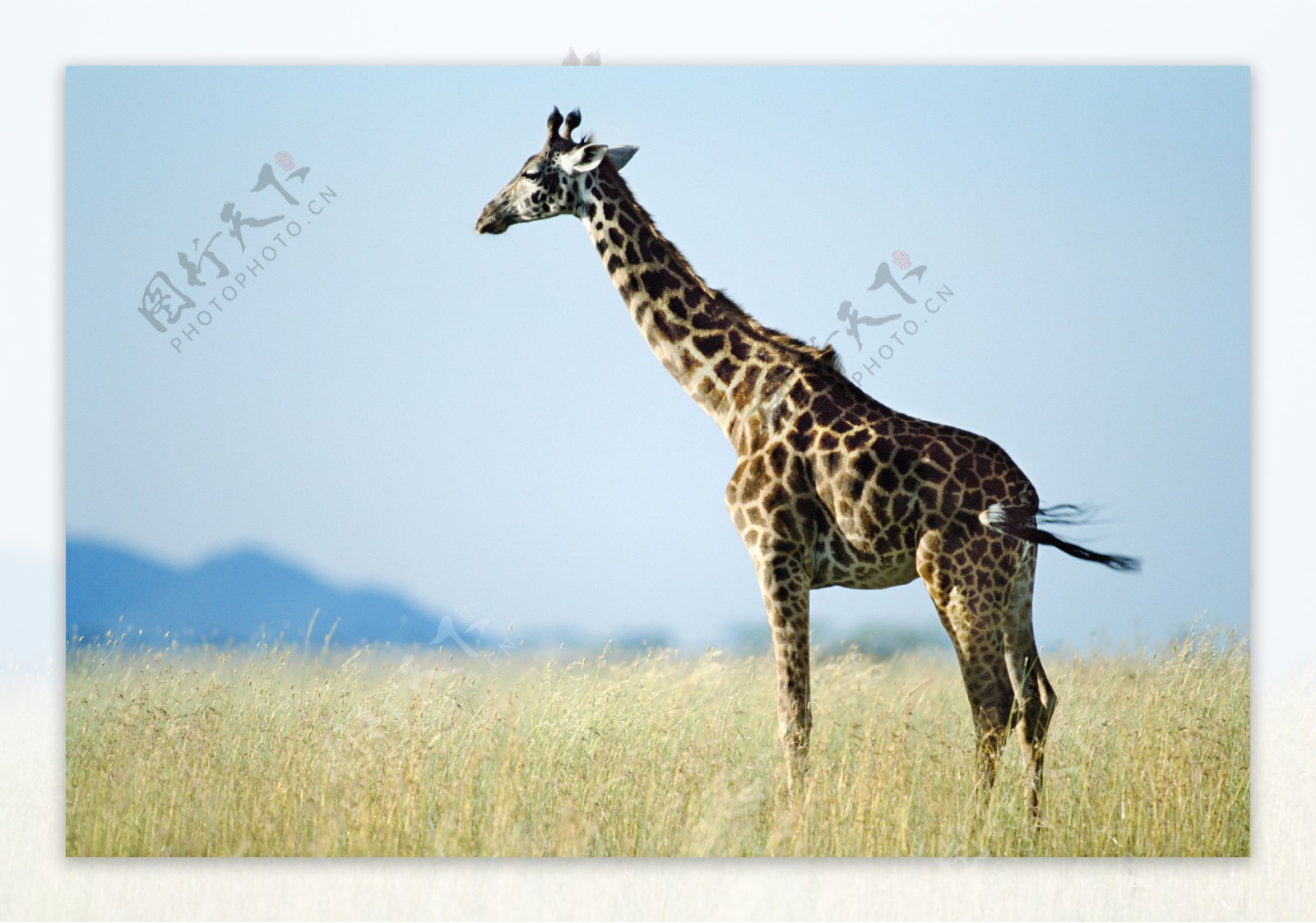 非洲野生动物长颈鹿图片