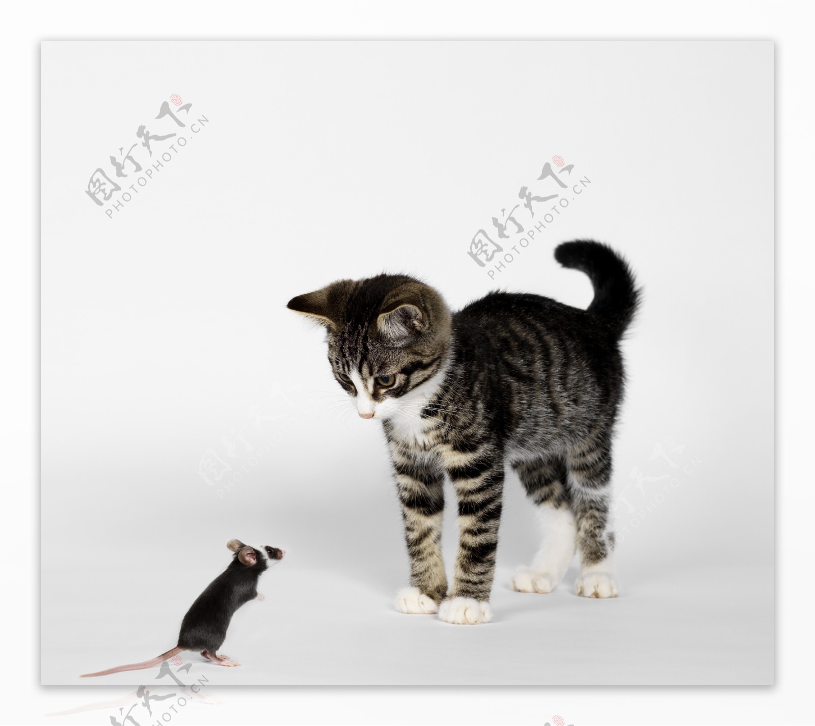 猫和老鼠图片