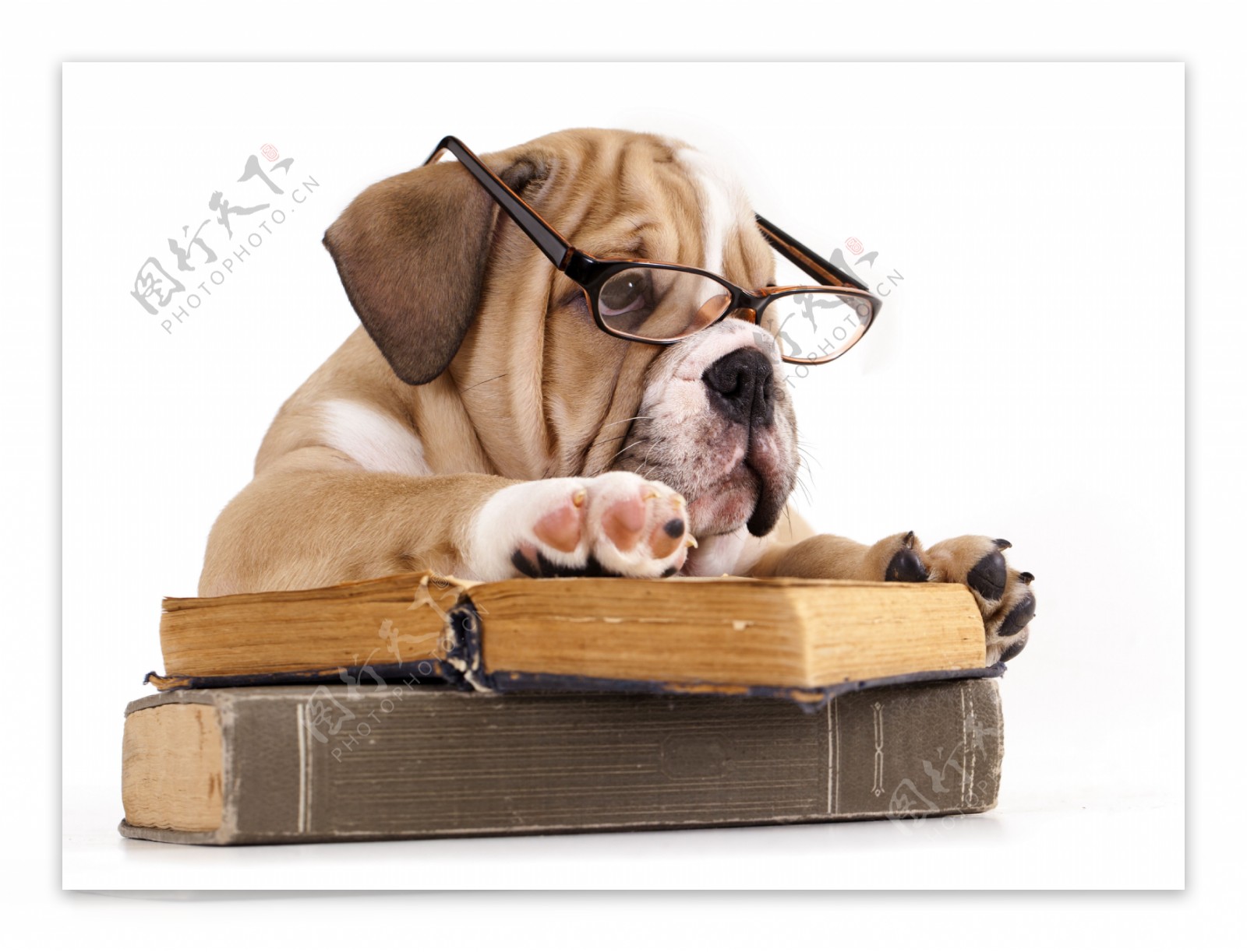 戴眼镜趴在书本上的小狗图片