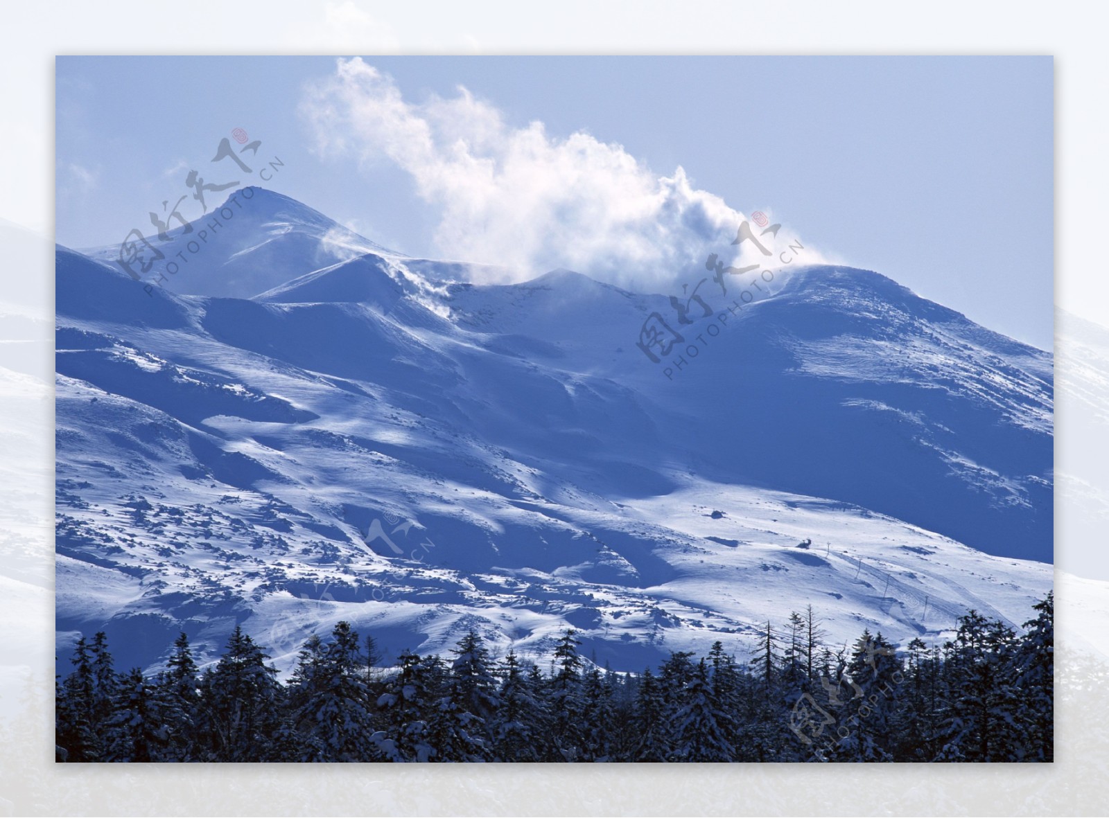 雪山下的树林高清风景图片图片