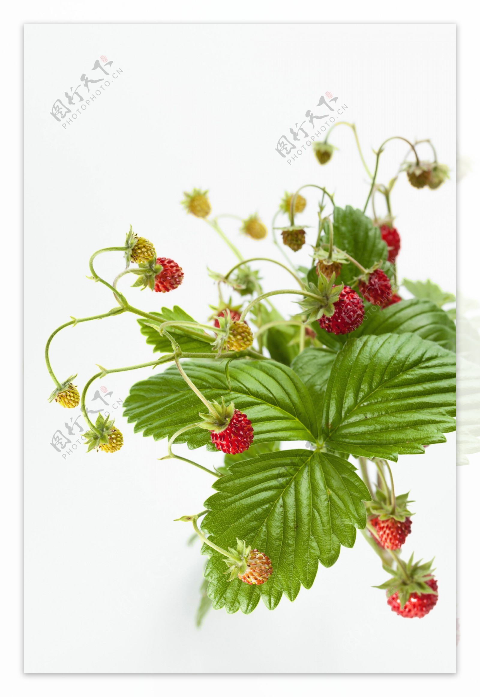 野草莓果实图片