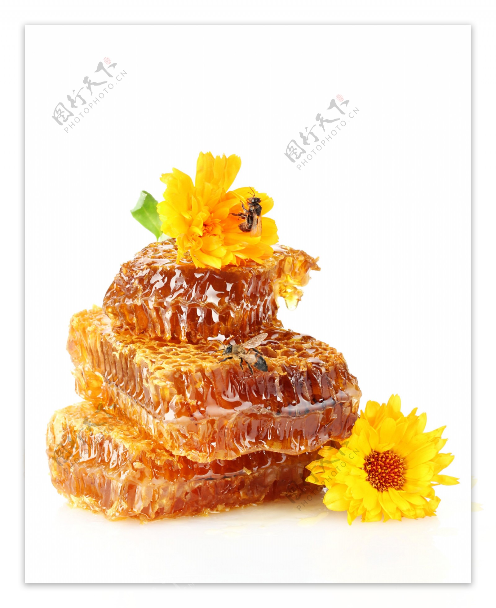 鲜花与蜂巢素材图片