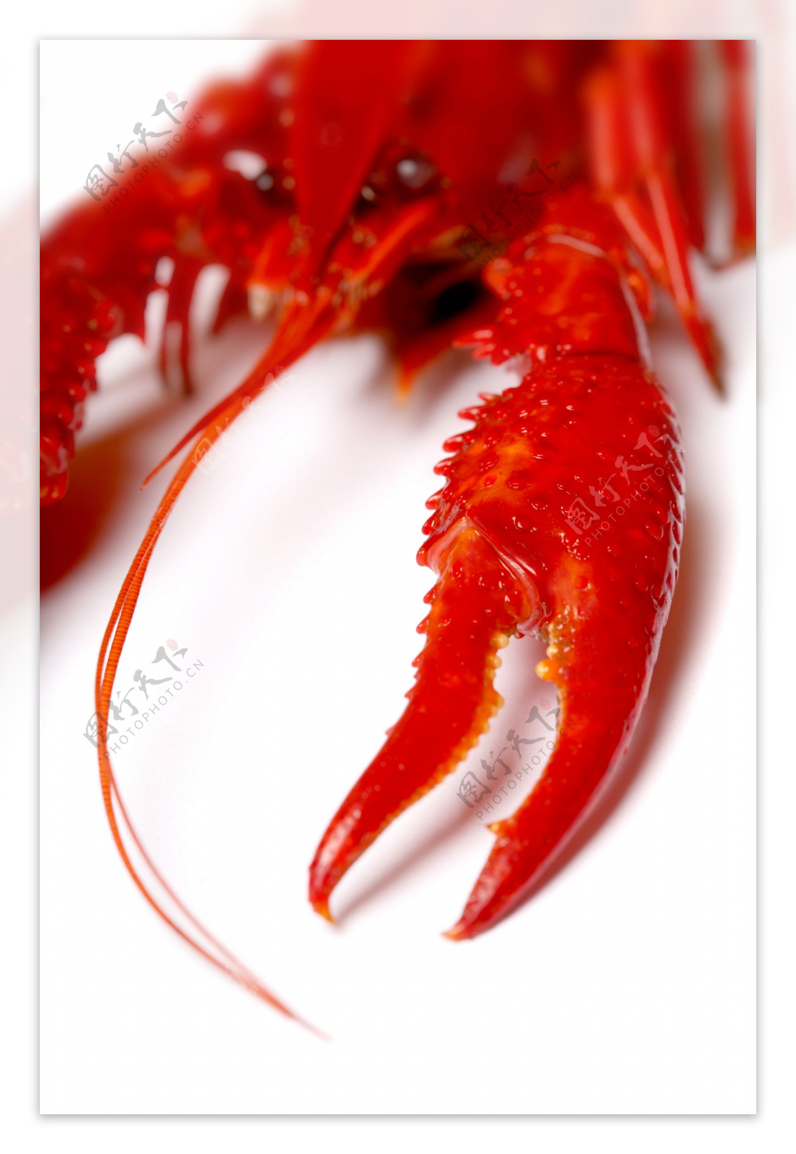 红色的小龙虾图片