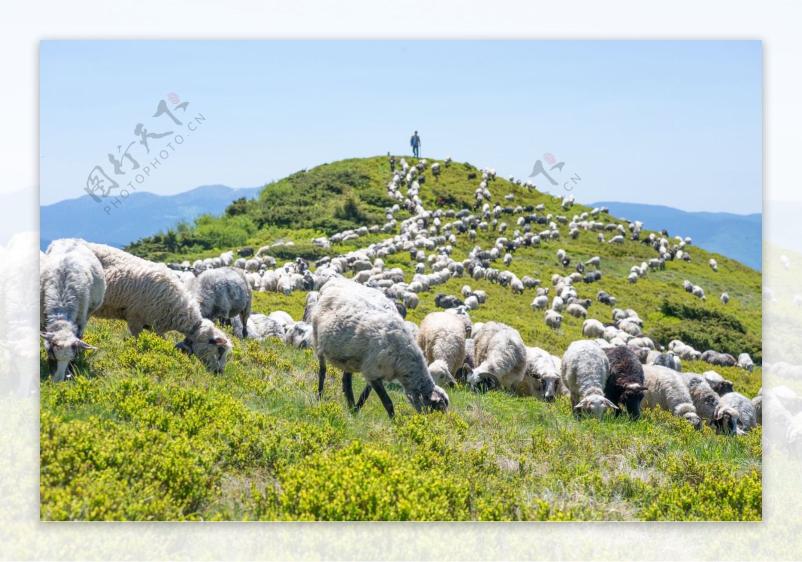 山坡上的羊群图片