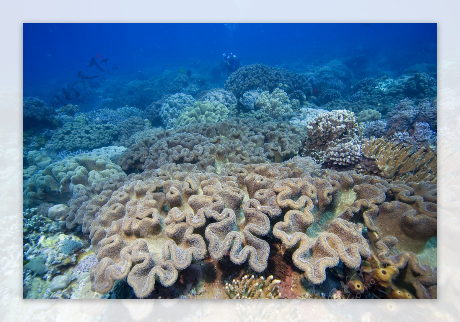 漂亮的珊瑚群图片