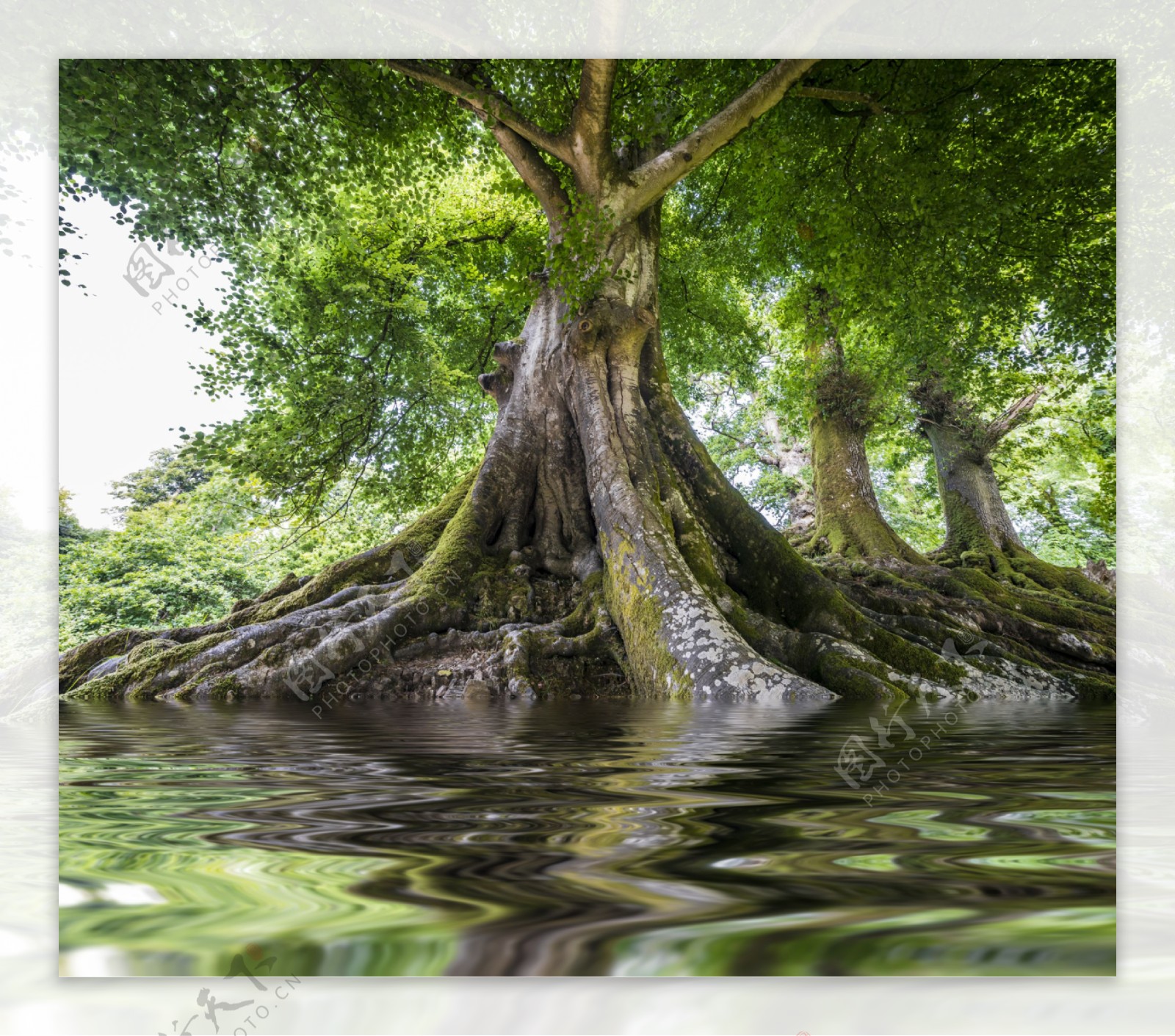 倒映水面的大树图片