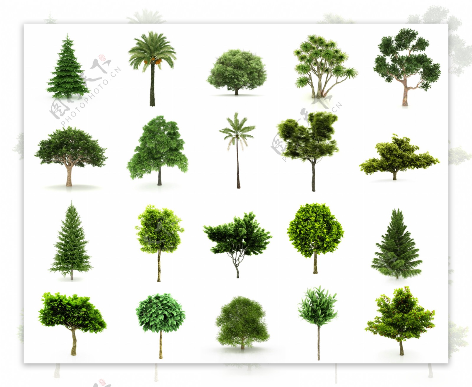 四季绿色树图片