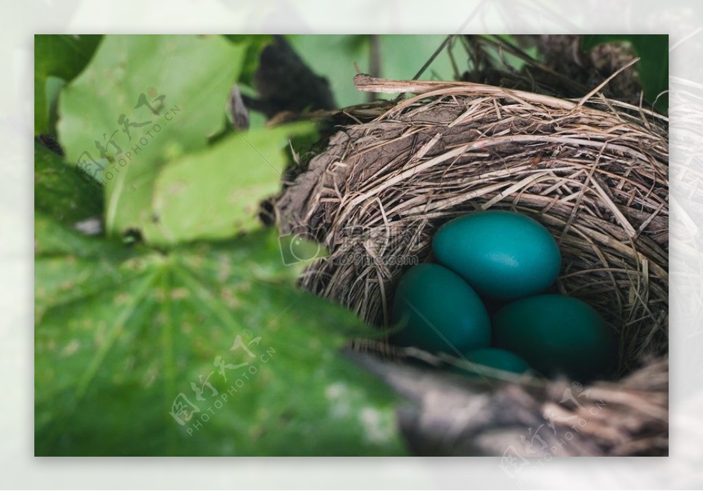 复活节鸡蛋巢繁殖