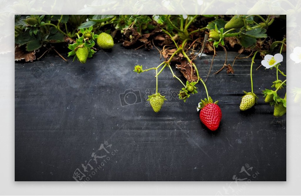 水果草莓成熟