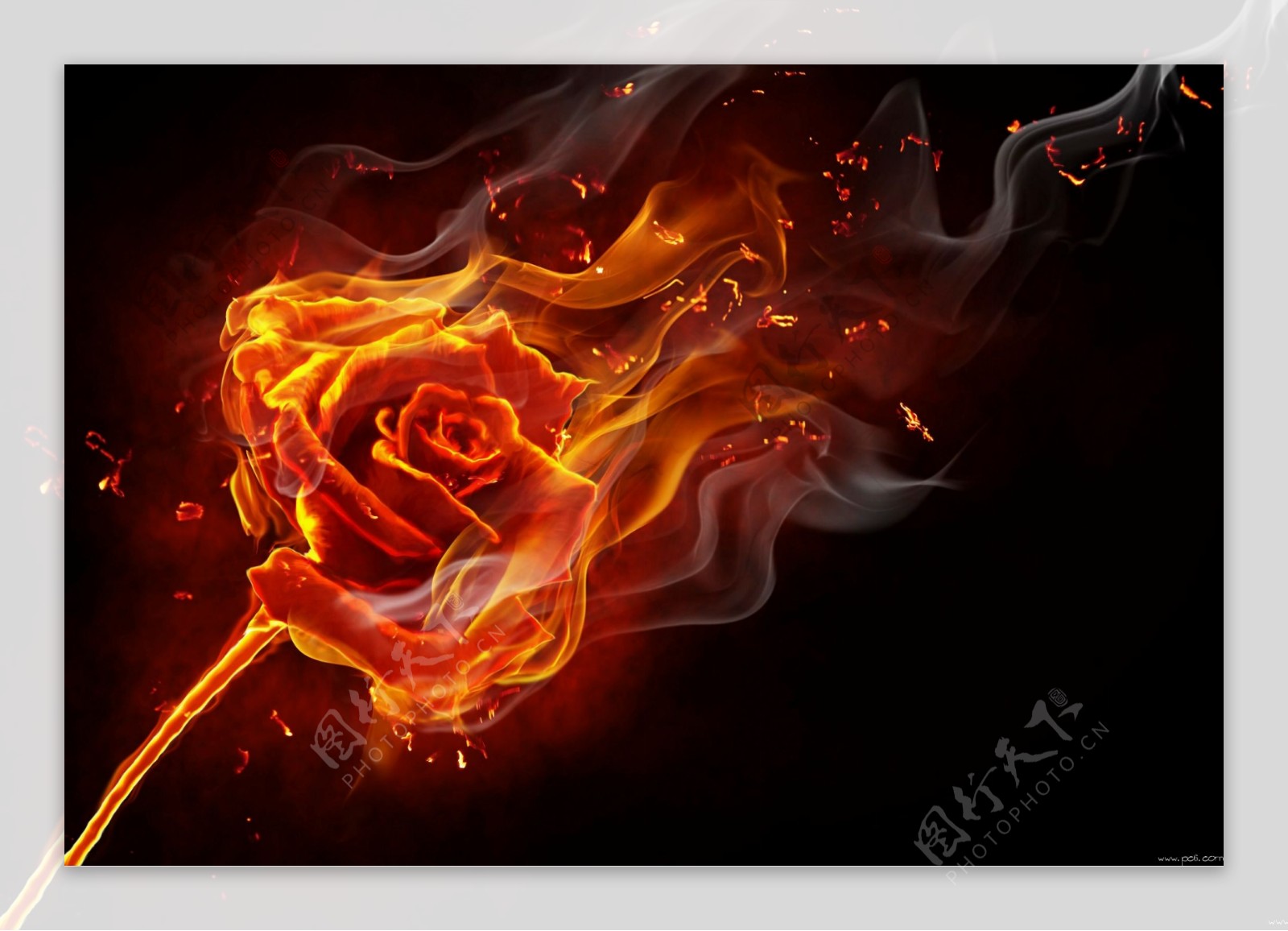 火焰玫瑰图片
